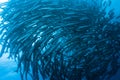School of barracudas underwater Royalty Free Stock Photo