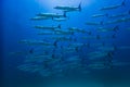 School of Barracudas Royalty Free Stock Photo