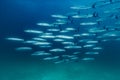 School of Barracudas Royalty Free Stock Photo