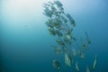 A school of bat fish underwater Royalty Free Stock Photo