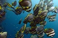 School of bat fish underwater Royalty Free Stock Photo