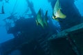 School of batfish near a sunken ship in the Maldives Royalty Free Stock Photo