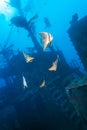 School of batfish near a sunken ship in the Maldives Royalty Free Stock Photo