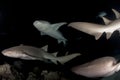 School of big nurse shark Royalty Free Stock Photo