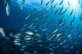 School of Bigeye Jacks Royalty Free Stock Photo