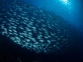 School of bigeye scad, Selar crumenophthalmus, Bonaire. Caribbean Diving holiday