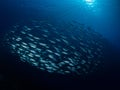 School of bigeye scad, Selar crumenophthalmus, Bonaire. Caribbean Diving holiday Royalty Free Stock Photo