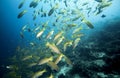 School of bigeye snapper Lutjanus lutjanus fish underwater