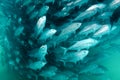 School of Bigeye Trevally (Caranx sexfasciatus) Royalty Free Stock Photo