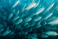 School of Bigeye Trevally (Caranx sexfasciatus) Royalty Free Stock Photo