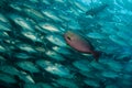 School of Bigeye Trevally (Caranx sexfasciatus) Royalty Free Stock Photo