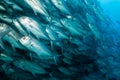 School of Bigeye Trevally (Caranx sexfasciatus) Royalty Free Stock Photo