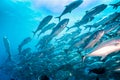 School of Bigeye Trevally (Caranx sexfasciatus) Royalty Free Stock Photo