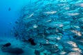 School of Bigeye Trevally (Caranx sexfasciatus) Royalty Free Stock Photo