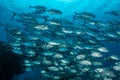 school of bigeye trevally fish Royalty Free Stock Photo