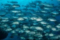 school of bigeye trevally fish Royalty Free Stock Photo
