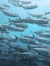 School of Black jack, black trevally, black kingfish, coal fish or black ulua during a leisure dive in Barracuda Point, Sipadan Is Royalty Free Stock Photo