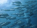 School of Black jack, black trevally, black kingfish, coal fish or black ulua during a leisure dive in Barracuda Point, Sipadan Is Royalty Free Stock Photo