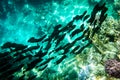 School of black tropical fish on a coral reef