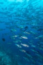 School of black and white snappers Macolor niger, Maldives Royalty Free Stock Photo