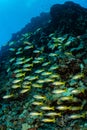 school of black and yellow longspot snapper fish Royalty Free Stock Photo