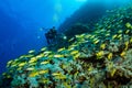 school of black and yellow longspot snapper fish Royalty Free Stock Photo