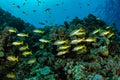 school of black and yellow longspot snapper fish Royalty Free Stock Photo