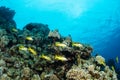 school of black and yellow longspot snapper fish Royalty Free Stock Photo