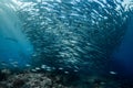 school of blackfin barracudas in Big Fish Country