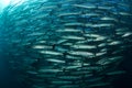 school of blackfin barracudas