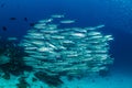 school of blackfin barracudas