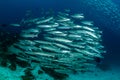 school of blackfin barracudas