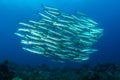 school of blackfin barracudas