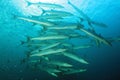 School of Blackfin Barracudas