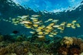 school of blacktail snapper fish Royalty Free Stock Photo