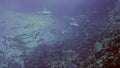 School of blacktip Gray Reef Shark underwater swim in blue waters in Tuamotu.