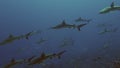 School of blacktip Gray Reef Shark underwater swim in blue waters in Tuamotu.