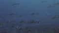 School of blacktip Gray Reef Shark underwater swim in blue waters in Tuamotu.