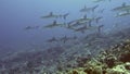 School of blacktip Gray Reef Shark underwater swim in blue waters in Tuamotu.