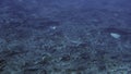 School of blacktip Gray Reef Shark underwater swim in blue waters in Tuamotu.