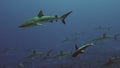 School of blacktip Gray Reef Shark underwater swim in blue waters in Tuamotu.