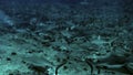 School of blacktip Gray Reef Shark underwater swim in blue waters in Tuamotu.