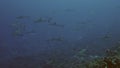 School of blacktip Gray Reef Shark underwater swim in blue waters in Tuamotu.