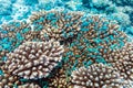 School of blue fish near acropora coral, Maldives Royalty Free Stock Photo