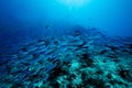 School of blue Indian Mackerel underwater along the dive site , Baa Atoll, Maldives. Royalty Free Stock Photo