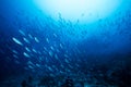 School of blue Indian Mackerel underwater along the dive site , Baa Atoll, Maldives. Royalty Free Stock Photo