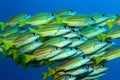 School of Blue-lined Snappers