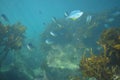 School of blue maomao among kelp Royalty Free Stock Photo