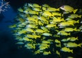 A school of Blue-Striped Snapper fish in a cave on the reef at the bottom of the Indian Ocean Royalty Free Stock Photo