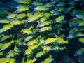 A school of Blue-Striped Snapper fish in a cave on the reef at the bottom of the Indian Ocean Royalty Free Stock Photo